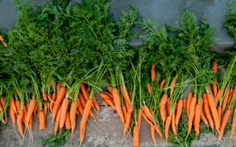 CARROTS