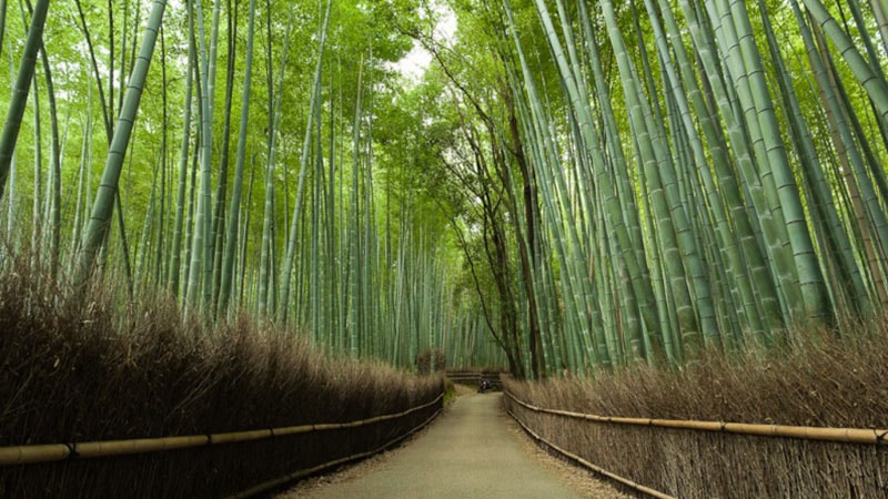 Arashiyama Bamboo Forest, Japan