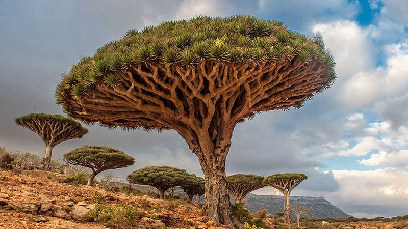 Socotra, Yemen