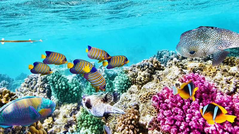 Great Barrier Reef