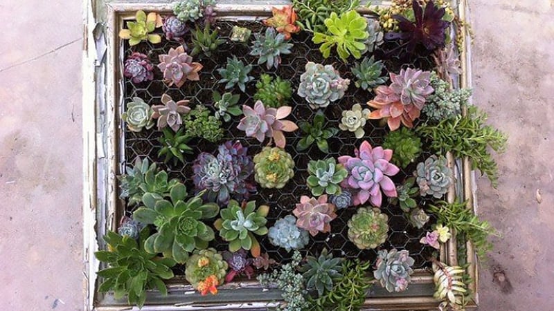 Living Wall Art Living Wall Art