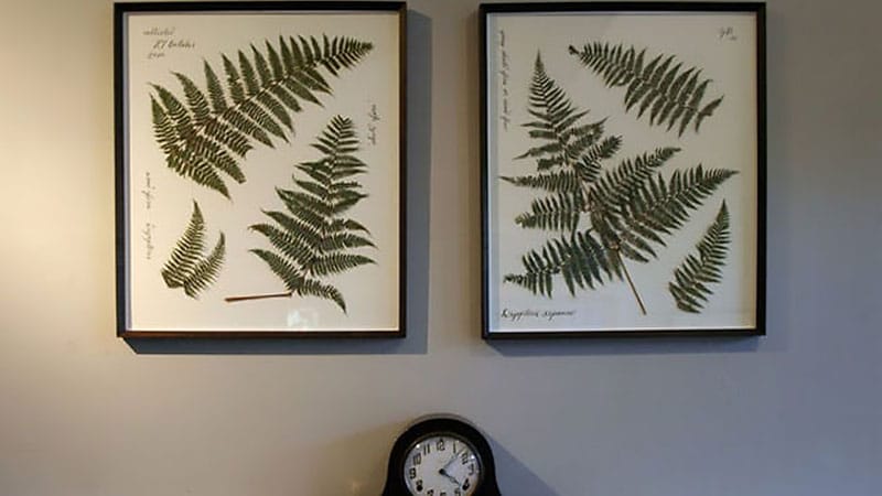 Pressed Ferns Pressed Ferns