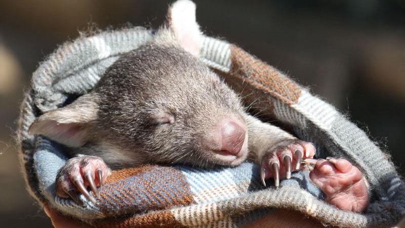 Bonorong Wildlife Sanctuary