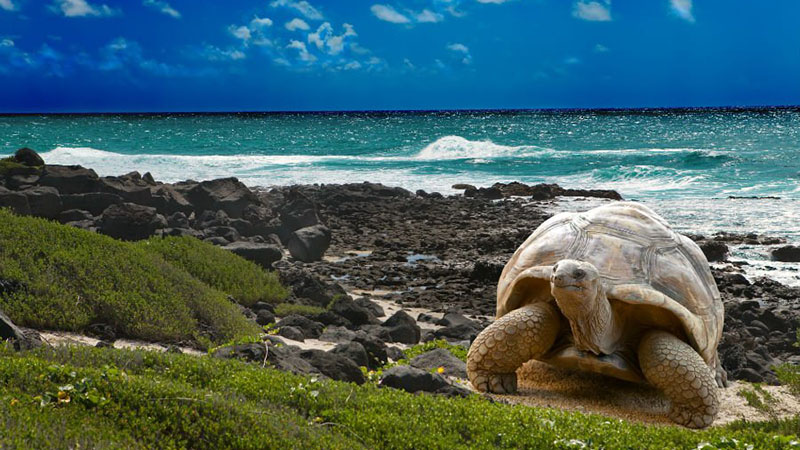 Galapagos-Islands-animal