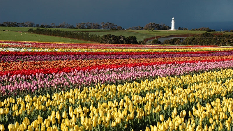 Table Cape Tulip Farms