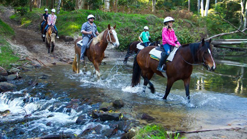 Kangaroo Valley Horse Riding