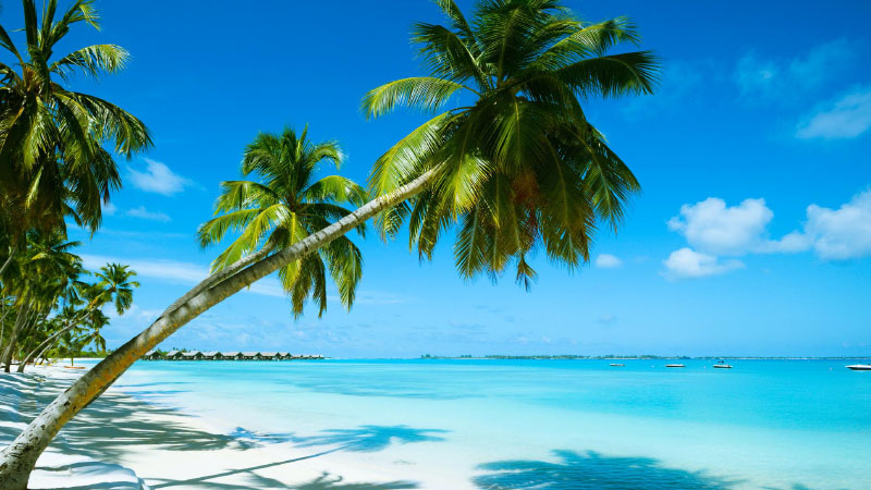 The Bahamas