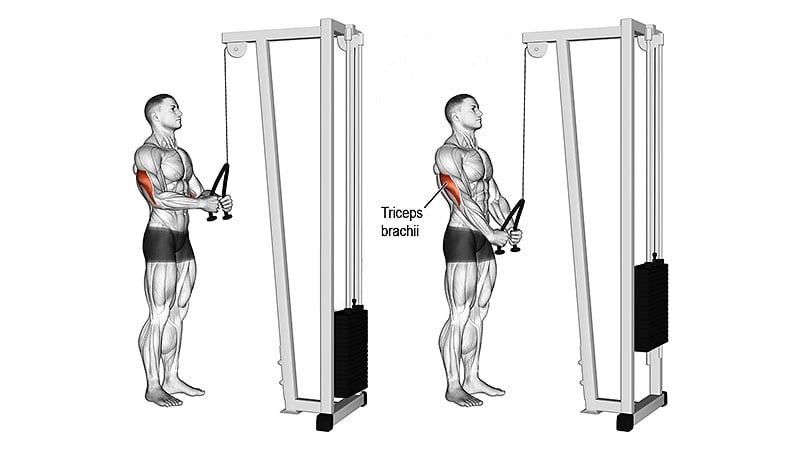 Cable Rope Triceps Pushdown
