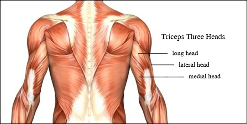 Triceps Anatomy