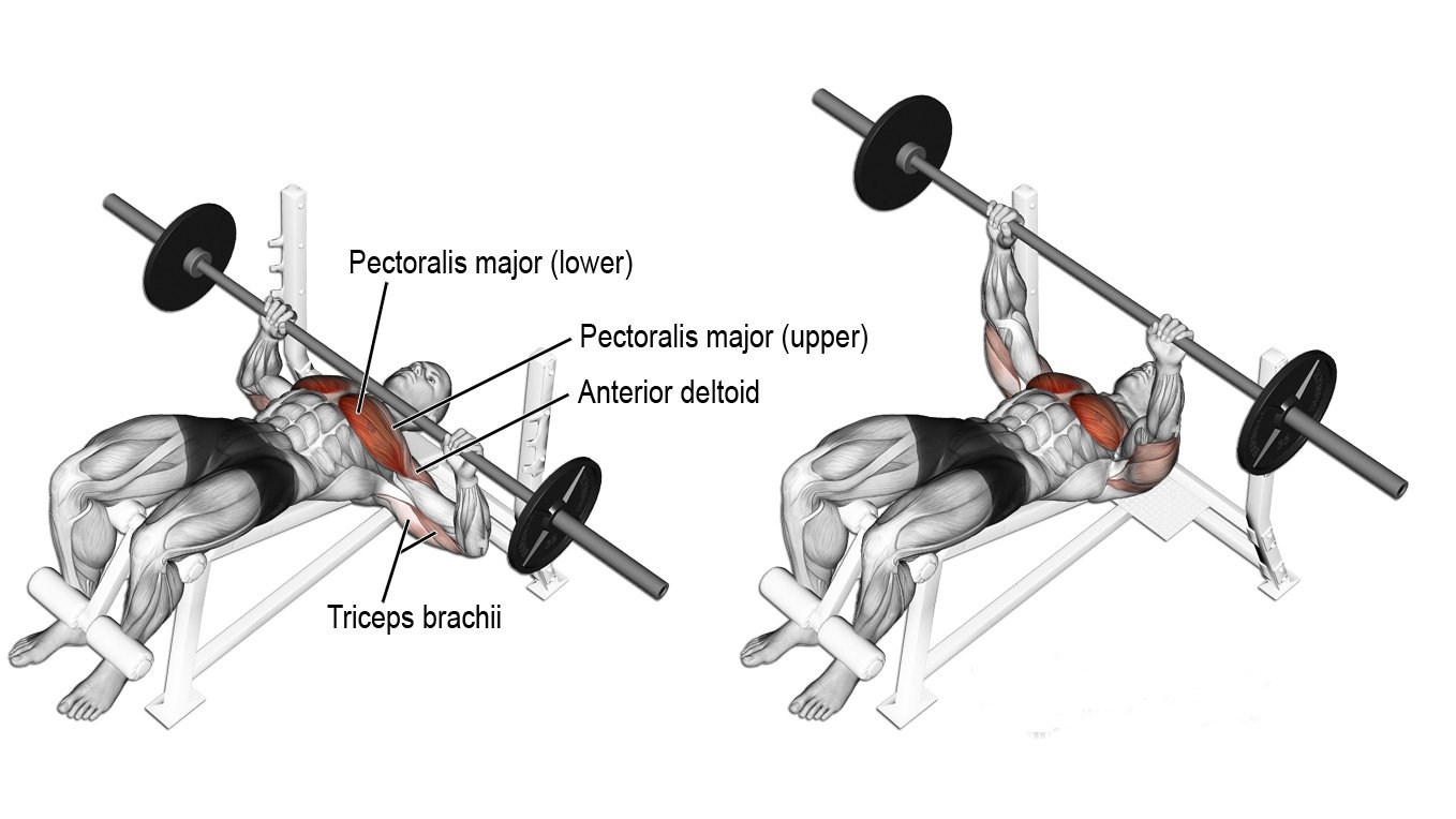 The Ultimate Chest Workout For Building Mass The Trend Spotter