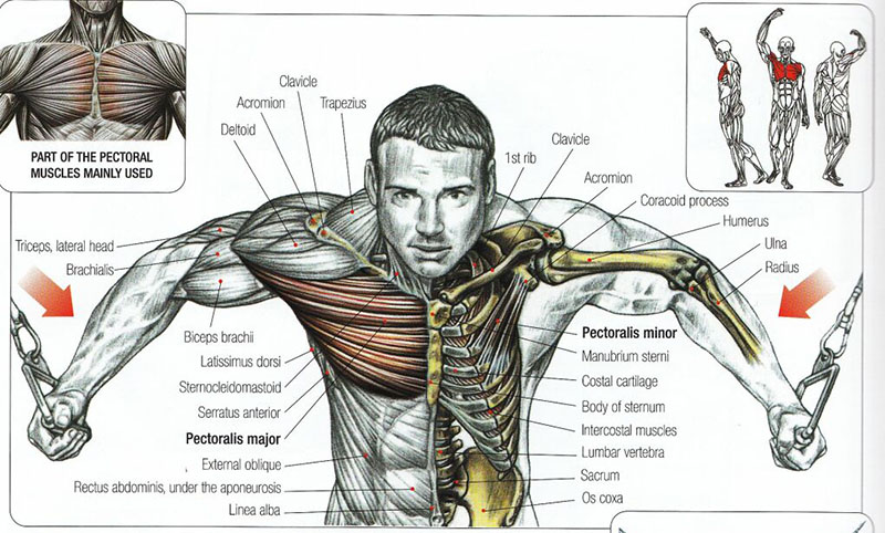 Chest Workouts 8 Best Chest Excercises For Building Mass Chest Workouts 8 Best Chest Excercises For Building Mass