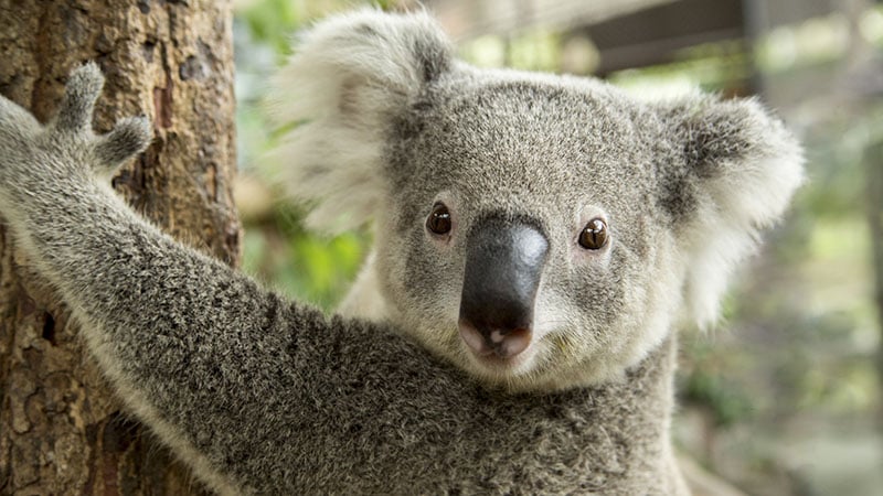 Koala Australia