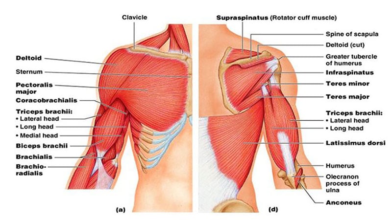 Shoulder Muscles