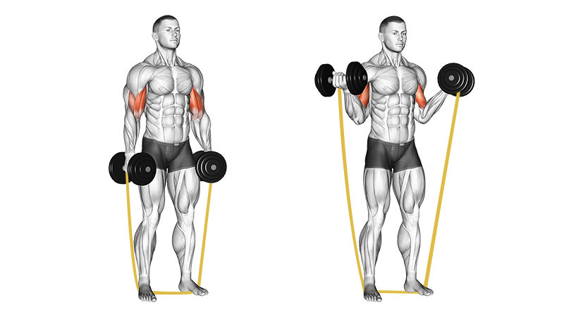 Banded Dumbbell Curls