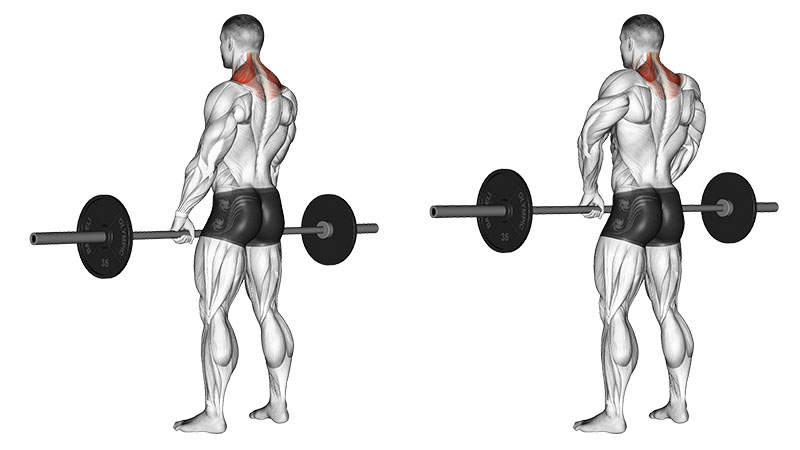 Barbell Shrug