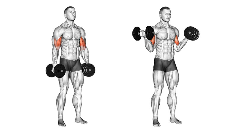 Dumbbell Standing Inner Bicep Curls