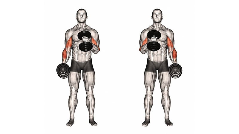 Dumbell Standing Inner Bicept Curl