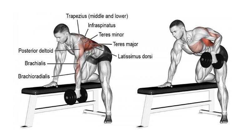 Dumbbell One Arm Row