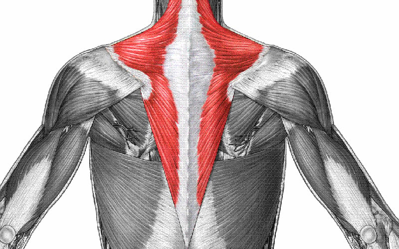 Trapezius Muscles