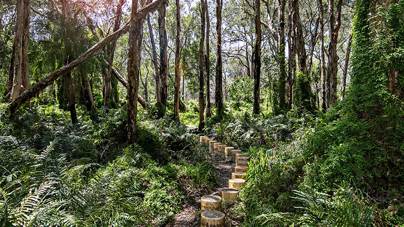 Paperbark Walk Agnes Water