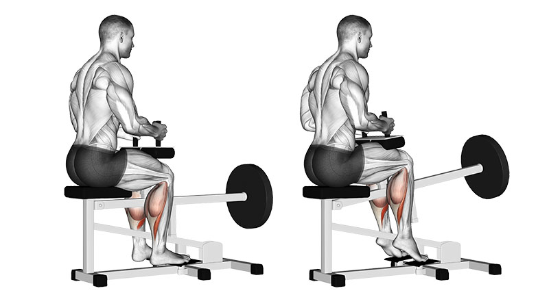 Seated Calf Raise