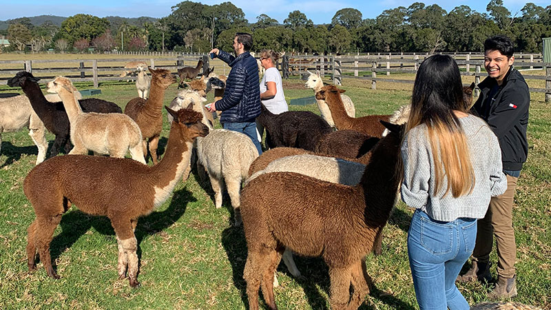 Breakfast With The Alpacas