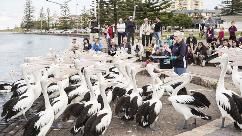 Feed The Pelicans At The Entrance