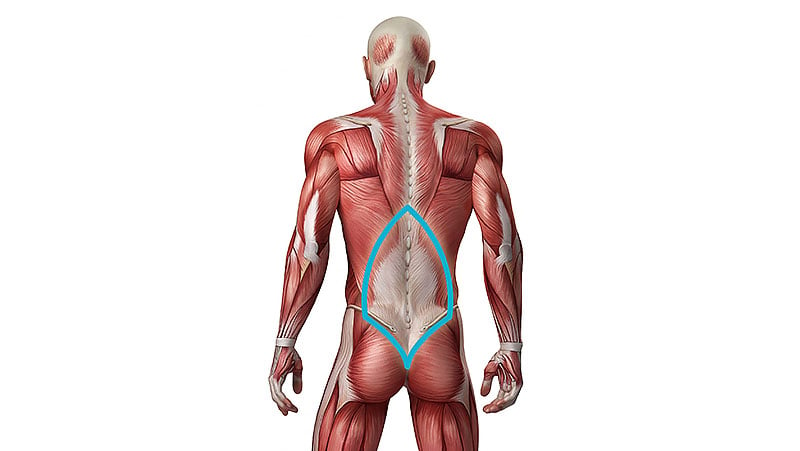 Lower Back Muscle