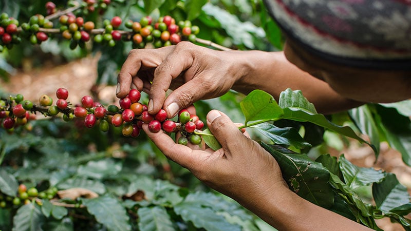 What Are The Best Coffee Growing Regions