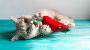 Best Cat Toys 3