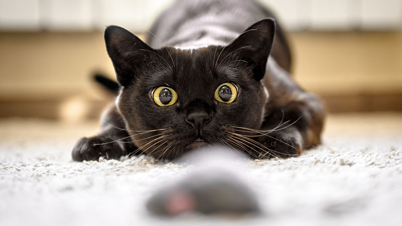 Cat Toy Hunting Instincts