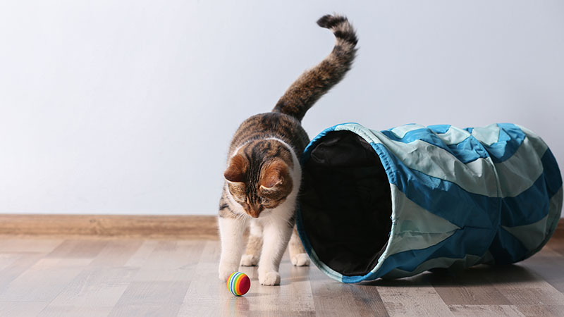 Cat Toy Stimulation