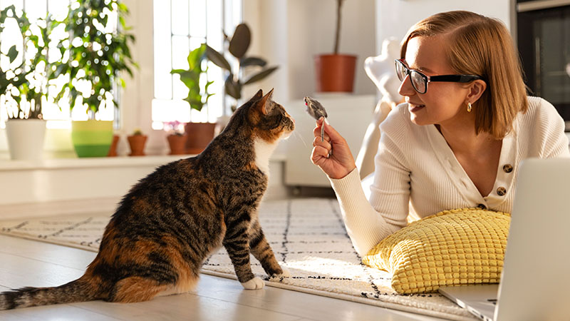 Cat Toys Bonding