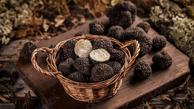 How Are Truffles Harvested?