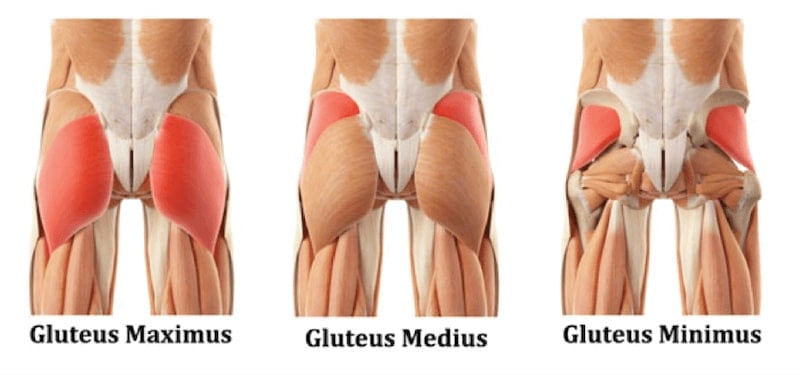 Gluteus Muscles