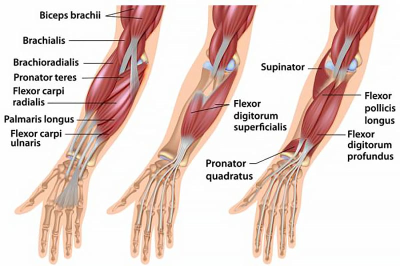 Forearm Muscles