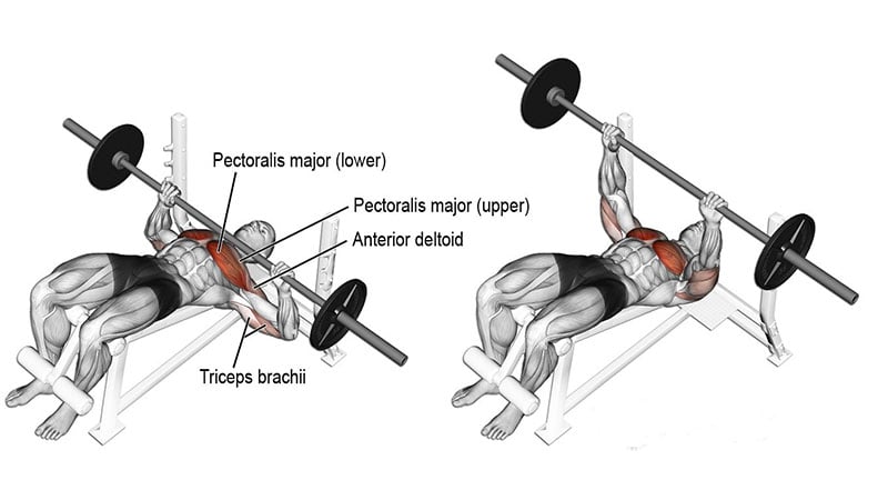 Barbell Bench Press