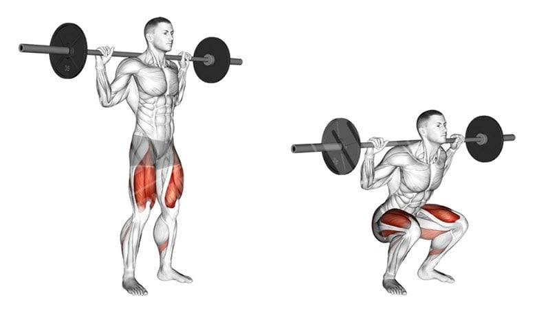 Barbell Squat