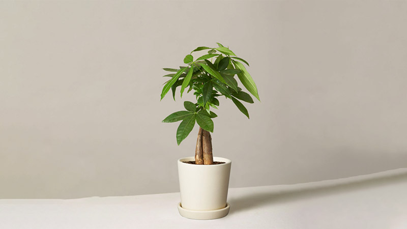Money Tree Plant