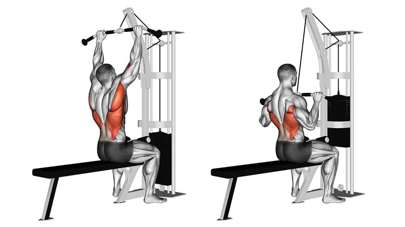 What Muscles Do Lat Pulldowns Work