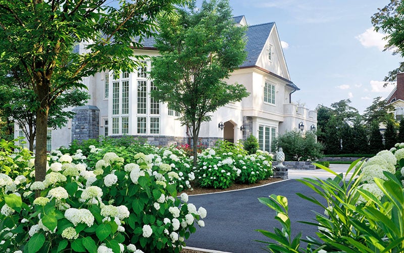 Beautiful Hydrangeas Front Yard