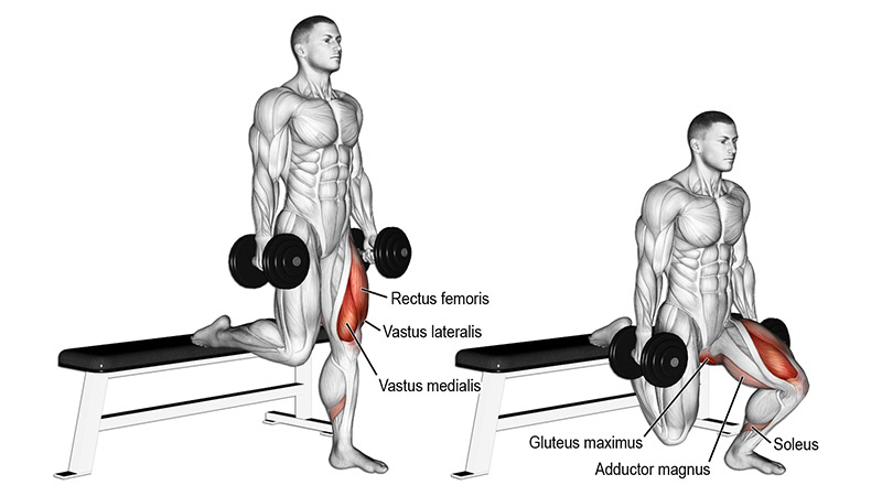 Bulgarian Split Squat Muscles Worked