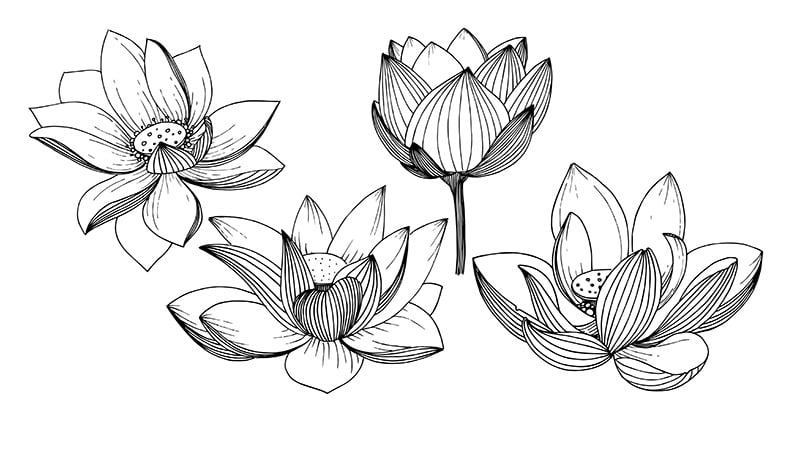 Lotus Flower Tattoo