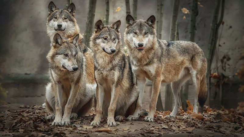 Sigma Male Wolf Pack Personality Theory